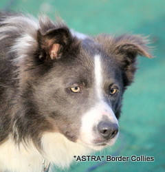 Roy (known as BLUE), Slate Blue and white Rough coated, Male border collie